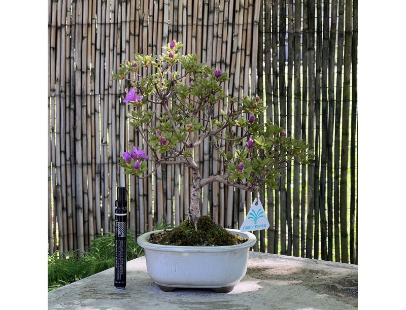 Azalee Bonsai von 34 cm | Oval weiß Topf
