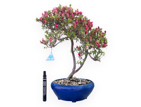Azalee Bonsai von 45 cm | Blau rund Kunststoff Topf