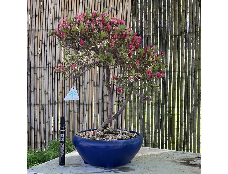 Azalee Bonsai von 45 cm | Blau rund Kunststoff Topf