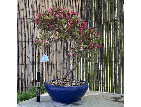 Azalee Bonsai von 45 cm | Blau rund Kunststoff Topf
