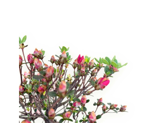 Bonsái de azalea de 48 cm | Maceta nube crema 2