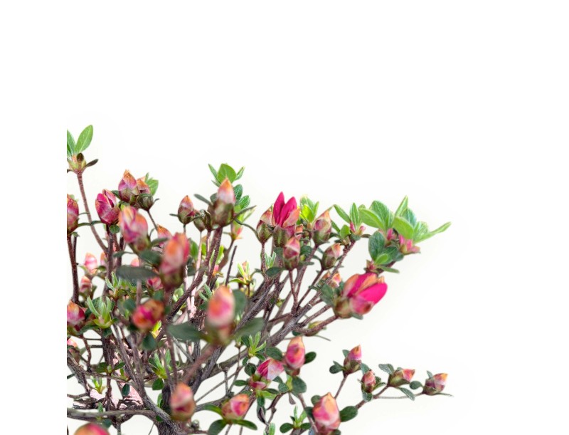 Azalee Bonsai von 48 cm | Wolke creme Topf