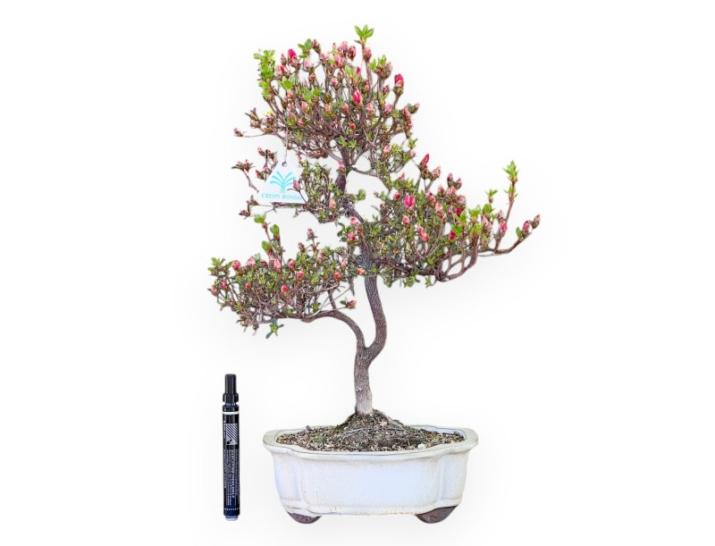 Bonsai di Azalea da 48 cm | Vaso a nuvola crema