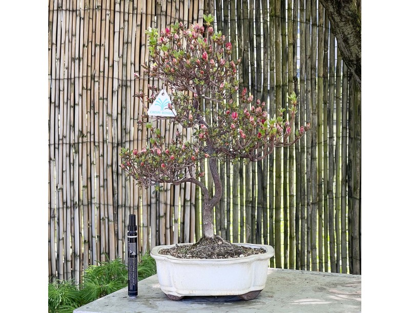 Azalee Bonsai von 48 cm | Wolke creme Topf