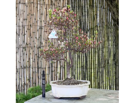 Bonsai di Azalea da 48 cm | Vaso a nuvola crema