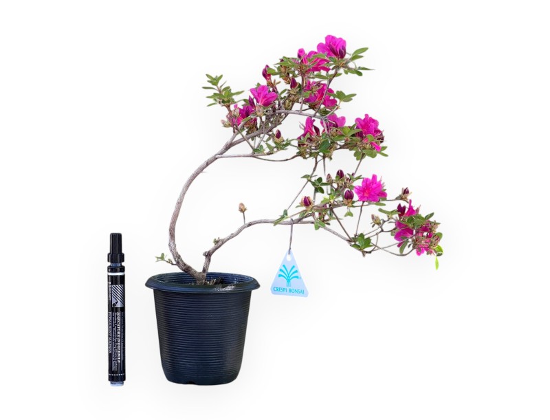 Bonsai di Azalea da 32 cm | Vaso in plastica tondo nero