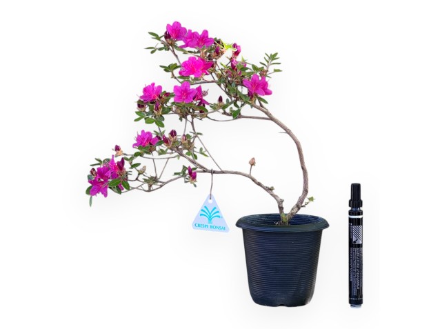 Bonsái de azalea de 32 cm | Maceta redondo de plástico negro