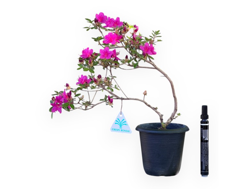 Azalee Bonsai von 32 cm | Schwarz rund Kunststoff Topf