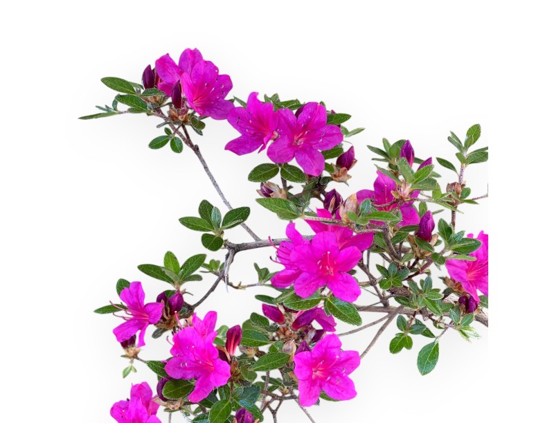Azalee Bonsai von 32 cm | Schwarz rund Kunststoff Topf
