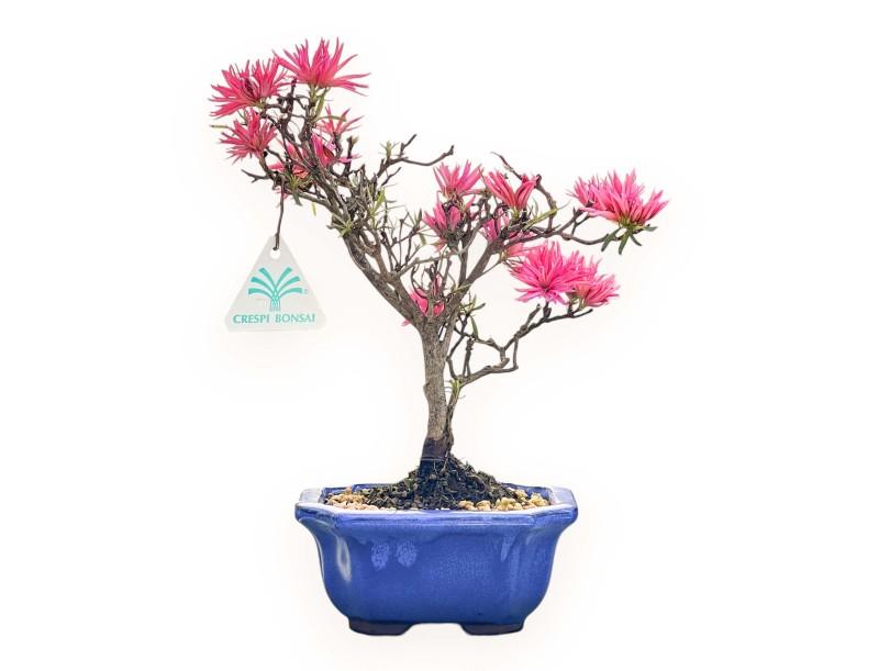 Bonsaï de Azalée de 28 cm | Pot rectangulaire bleu