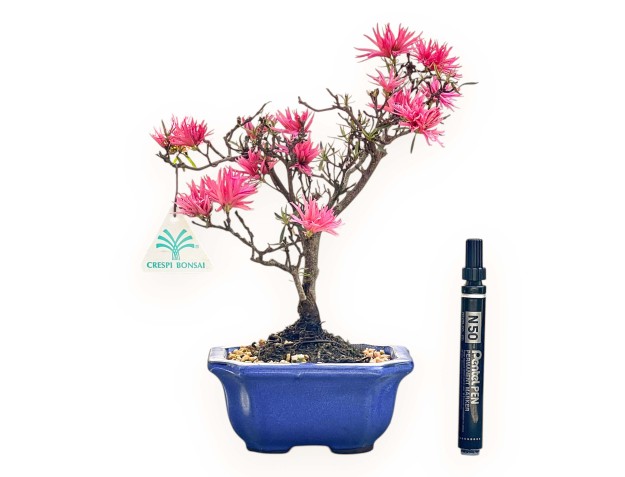 Bonsaï de Azalée de 28 cm | Pot rectangulaire bleu