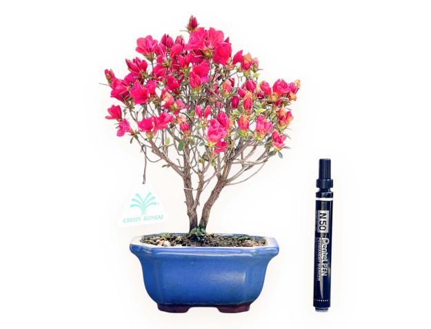 Azalee Bonsai von 25 cm | Rechteckig blau Topf