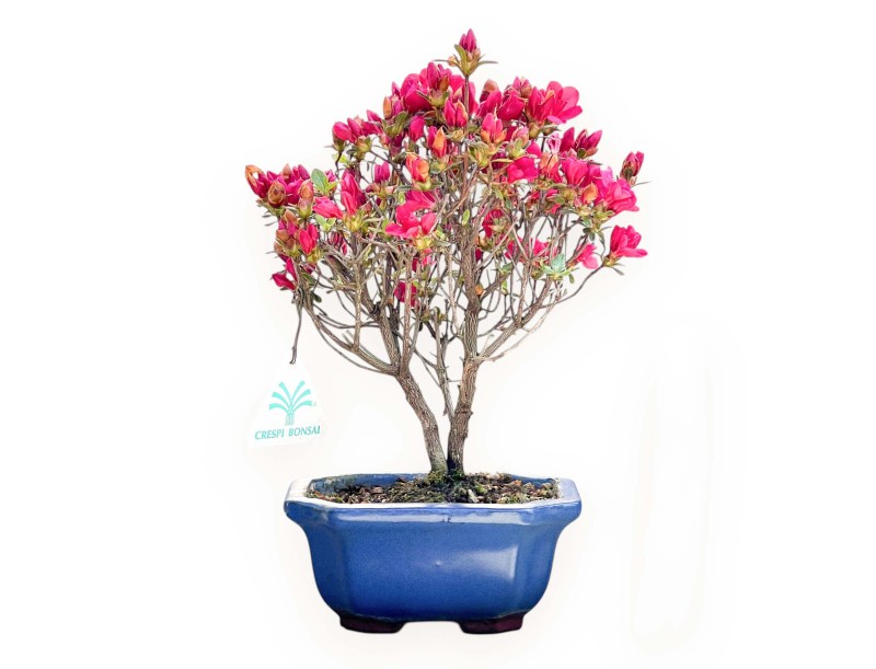 Azalee Bonsai von 25 cm | Rechteckig blau Topf