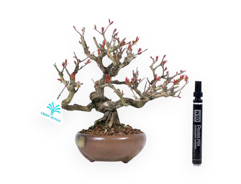 Bonsai di Melograno da 24 cm | Vaso tondo in grés