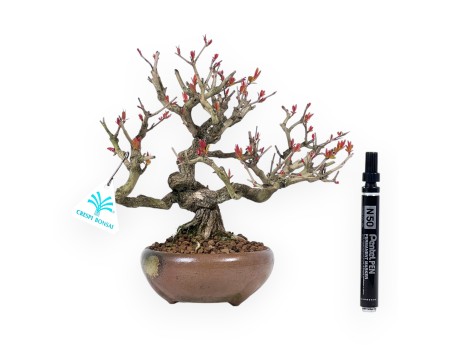 Pomegranate bonsai of 24 cm | Round stoneware pot