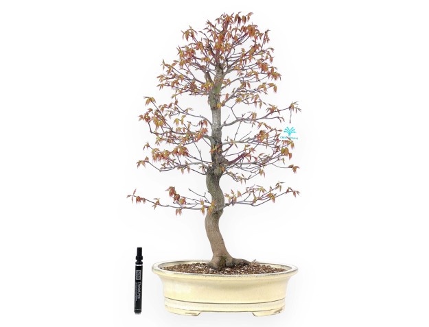 Bonsai di acero da 67 cm | Vaso ovale crema