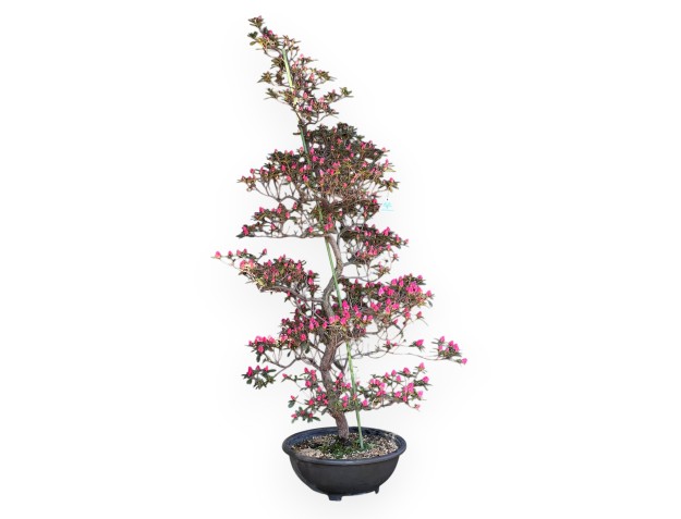 Azalee Bonsai von 135 cm | Braun rund Kunststoff Topf