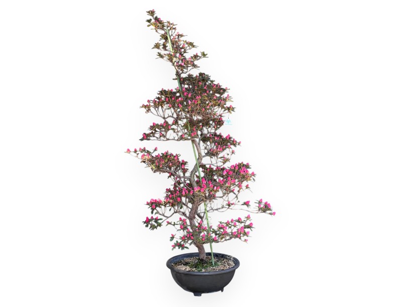 Azalee Bonsai von 135 cm | Braun rund Kunststoff Topf