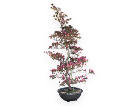 Azalee Bonsai von 135 cm | Braun rund Kunststoff Topf