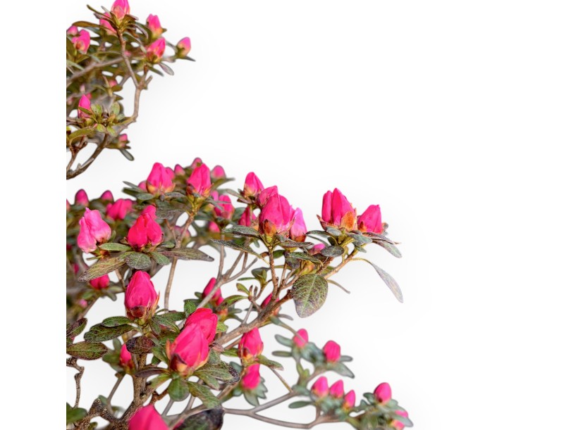 Azalee Bonsai von 135 cm | Braun rund Kunststoff Topf