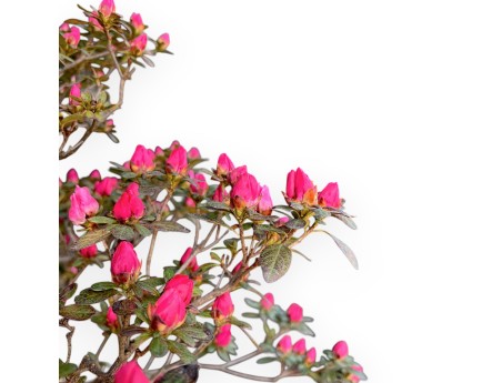 Azalee Bonsai von 135 cm | Braun rund Kunststoff Topf