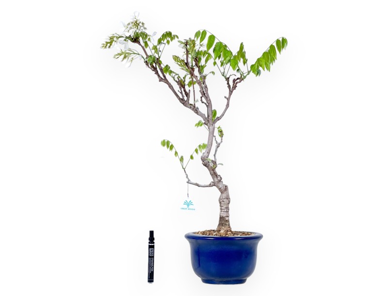 Bonsai di Glicine da 70 cm | Vaso tondo blu