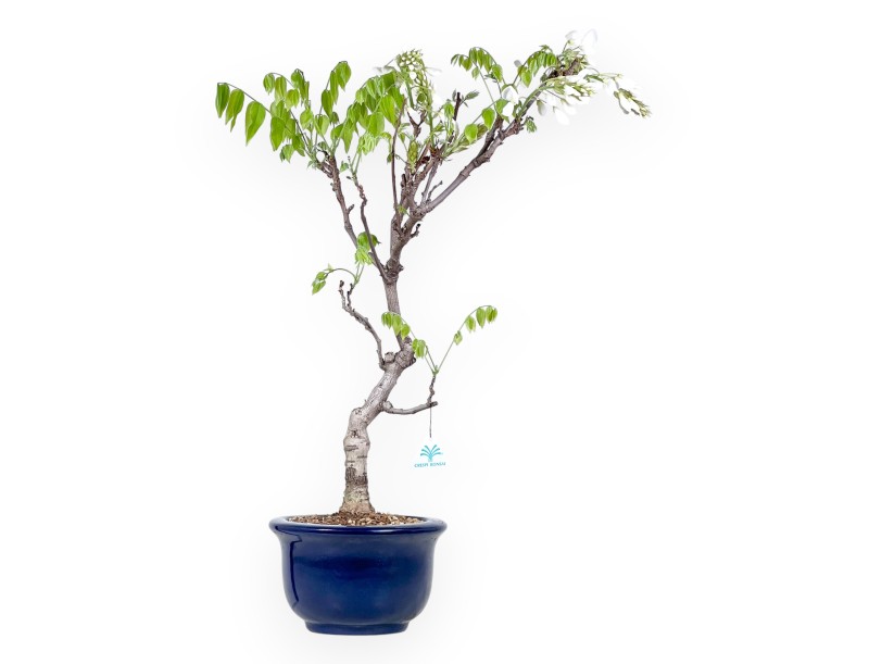 Bonsaï glycine de 70 cm | Pot rond bleu