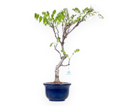 Wisteria Bonsai von 70 cm | Rund blau Topf