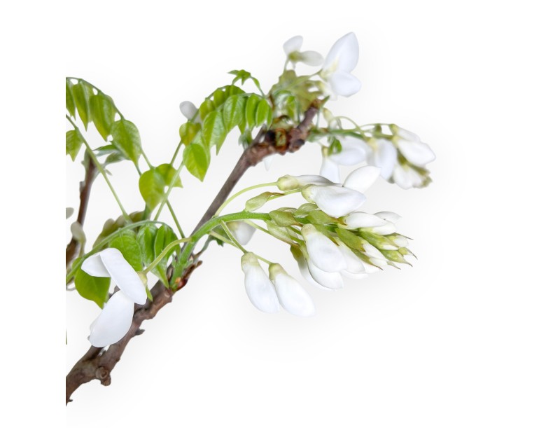 Bonsai di Glicine da 70 cm | Vaso tondo blu