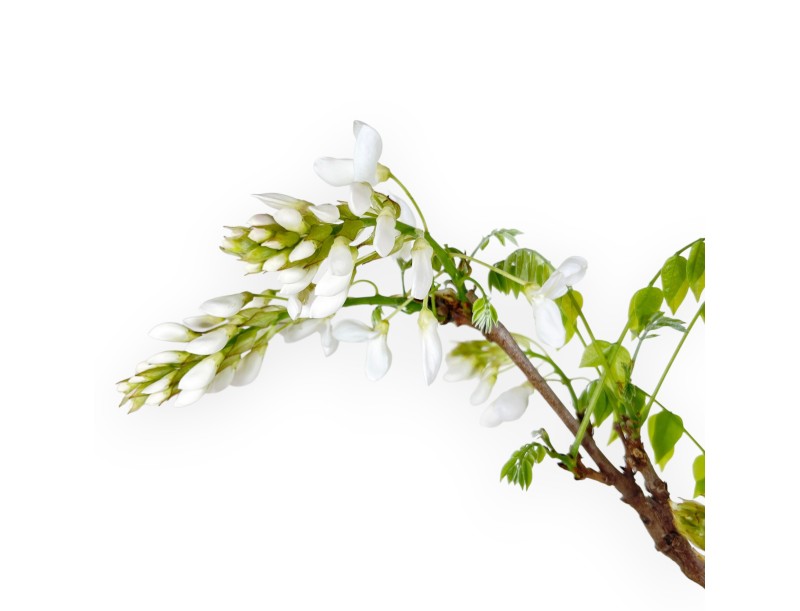 Bonsaï glycine de 70 cm | Pot rond bleu