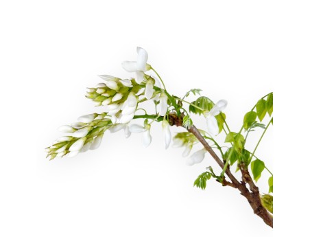 Bonsaï glycine de 70 cm | Pot rond bleu