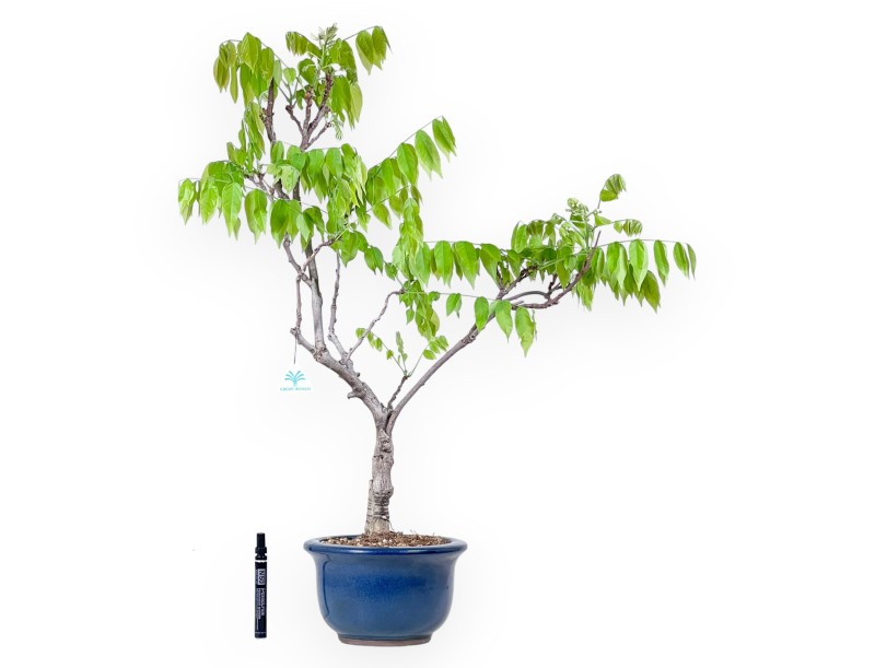 Wisteria bonsai of 81 cm | Round blue pot