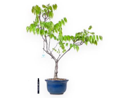Wisteria bonsai of 81 cm | Round blue pot