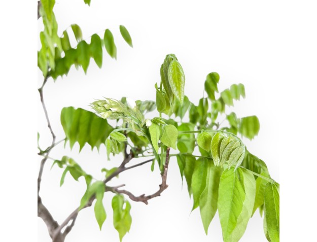 Wisteria Bonsai von 81 cm | Rund blau Topf 2