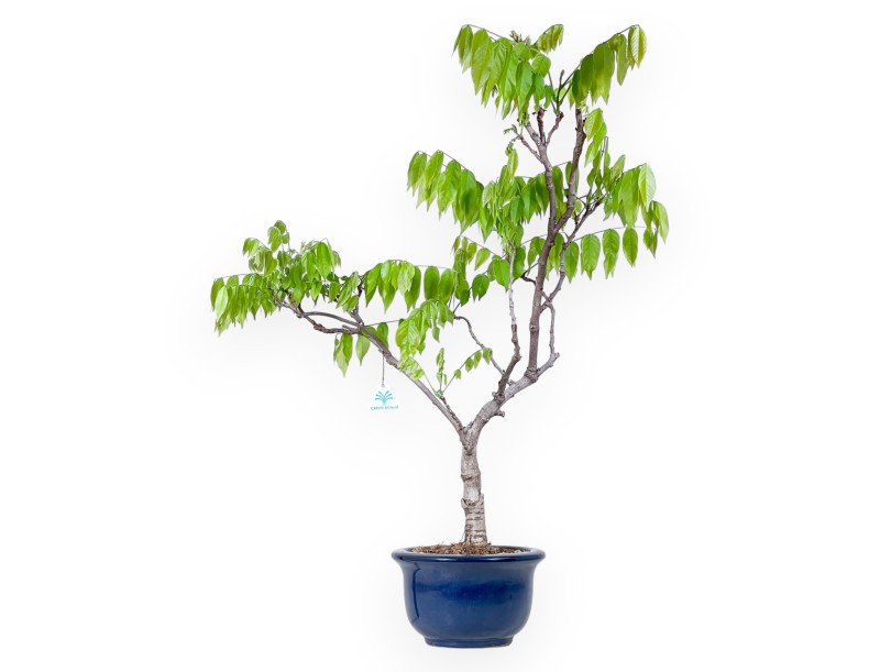 Bonsaï glycine de 81 cm | Pot rond bleu