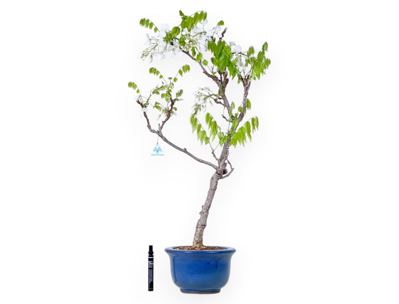 Bonsai di Glicine da 84 cm | Vaso tondo blu
