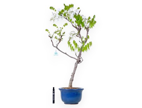 Bonsai di Glicine da 84 cm | Vaso tondo blu