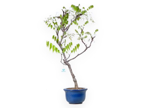 Wisteria Bonsai von 84 cm | Rund blau Topf