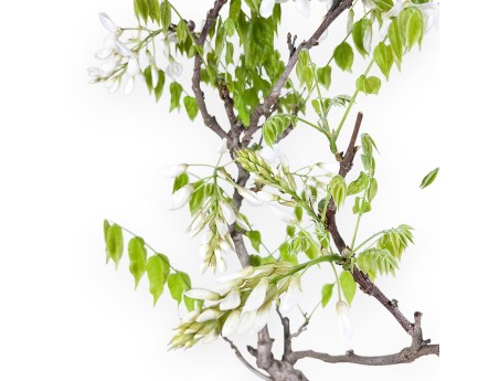 Bonsai di Glicine da 84 cm | Vaso tondo blu