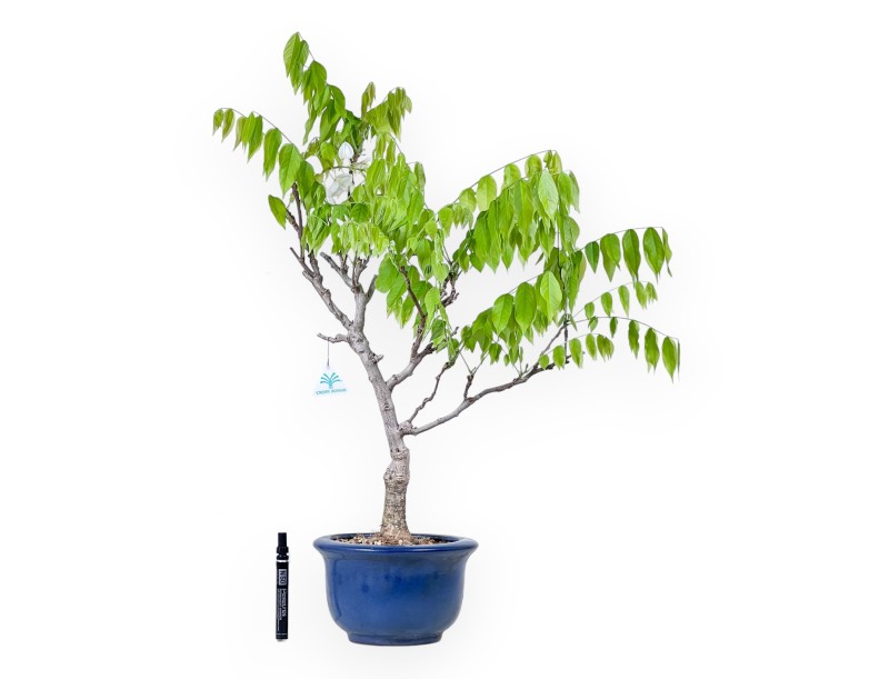 Bonsai di Glicine da 77 cm | Vaso tondo blu