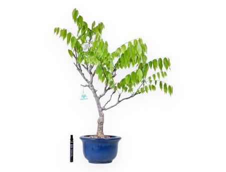 Wisteria Bonsai von 77 cm | Rund blau Topf