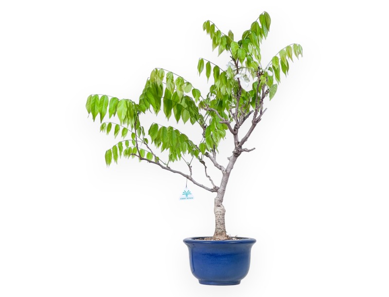 Bonsaï glycine de 77 cm | Pot rond bleu