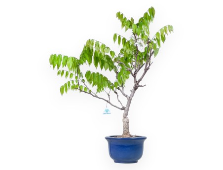 Wisteria Bonsai von 77 cm | Rund blau Topf