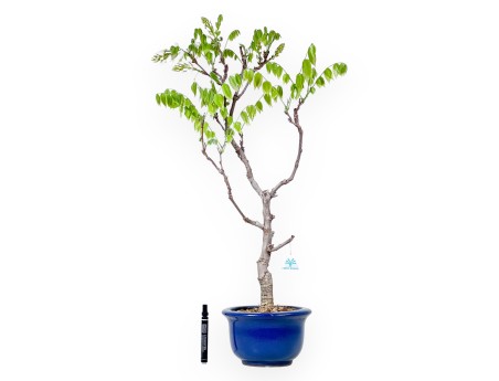 Bonsaï glycine de 81 cm | Pot rond bleu
