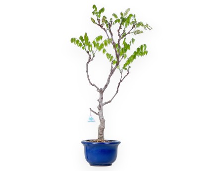 Bonsai di Glicine da 81 cm | Vaso tondo blu