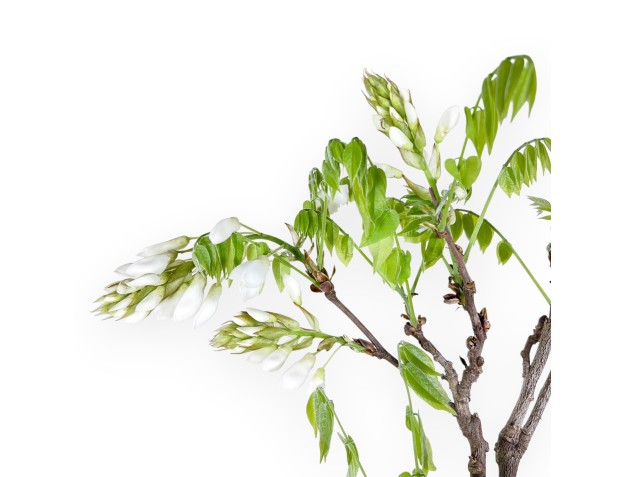 Bonsai di Glicine da 81 cm | Vaso tondo blu 2