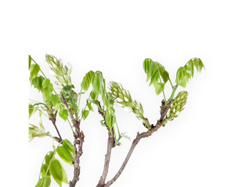 Bonsai di Glicine da 81 cm | Vaso tondo blu