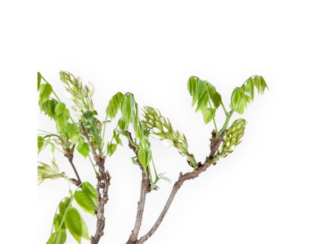 Bonsaï glycine de 81 cm | Pot rond bleu