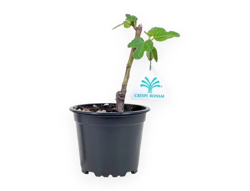 Arbeitspflanze feige von 20 cm| Schwarz rund Kunststoff Topf