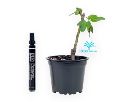Planta para trabajar de fig, 20 cm | Maceta redondo de plástico negro